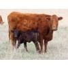 Image 2 : Lamb Cattle Company - 475# October Delivery Heifer Calves - 250 Head (Hanley, SK)