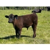 Image 2 : Cutting Edge/Holtry Creek - 675# November Delivery Steer Calves - 90 Head (100 Mile House, BC)