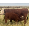 Image 11 : Blaine & Sue Hudec - 615# November Delivery Steer Calves - 80 Head (Jenner, AB)