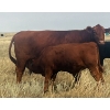 Image 24 : Blaine & Sue Hudec - 615# November Delivery Steer Calves - 80 Head (Jenner, AB)