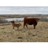 Image 18 : C & L Livestock - 29 Red Mature 3-Way Pairs (Edam, SK) VBP+