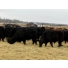 Image 2 : Michael Jennings - 700# April Delivery Bulls - 88 Head (Condor, AB)