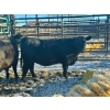 Image 2 : Dawson Cleveland - 2 Heifers (Pen 134)