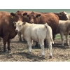 Image 5 : MacMillan Farming Co. - 545# July Delivery Steer Calves - 210 Head (Cayley, AB) VBP+