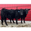 Image 6 : Turtleview Livestock - 750# March Delivery Steers - 79 Head (Goodlands, MB) VBP+