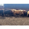 Image 6 : Turtleview Livestock - 950# May Delivery Steers - 62 Head (Goodlands, MB)