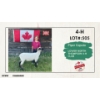Image 1 : 4-H Sheep - Piper Caputo - Lower North Thompson 4-H Club