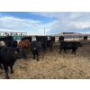 Image 10 : Lowe Ranches - 706# March Delivery Heifers - 54 Head (Nanton, AB)