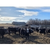 Image 5 : Bircham Ranch - 920# March Delivery Steers - 200 Head (Piapot, SK)