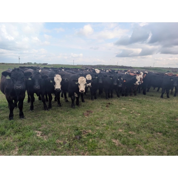 Edgar's Custom Farming Ltd. - 1025# September Delivery Grass Steers - 120 Head (Elkhorn, MB)