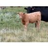 Image 7 : Circus Coulee Cattle (Robert & Jordy Hoff) - 525# November Heifer Calves - 95 Head (Dorothy, AB)