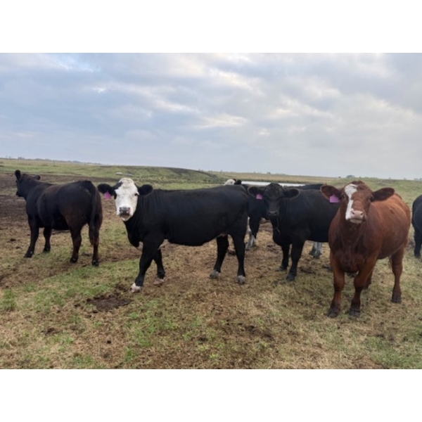 Edgar's Custom Farming Ltd. - 1025# October Delivery Grass Heifers - 104 Head (Elkhorn, MB)