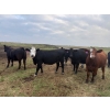 Image 1 : Edgar's Custom Farming Ltd. - 1025# October Delivery Grass Heifers - 104 Head (Elkhorn, MB)
