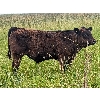 Image 11 : Matthew & Allisa Spruyt - 600# Steer Calves - 80+ Head (Tofield, AB)