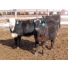 Image 2 : Bezan Cattle Corporation - 725# March Delivery Steers - 75 Head (Midale, SK)