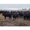 Image 3 : Amber Mountain Farms - 850# March Delivery Heifers - 200 Head (Fincastle, AB)