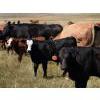 Image 2 : Bar 15 Ranch Ltd. - 520# October Delivery Heifer Calves - 20 Head (Claresholm, AB)