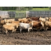 Image 2 : Lesher Lane Enterprises - 910# July Delivery Heifers - 204 Head (Lacombe, AB)