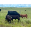 Image 5 : Jamieson Ranch - 550# November Delivery Steer Calves - 95 Head (Cabri, SK)