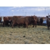 Image 6 : Stensrud Cattle Co. - 2 Red Cows (Pen 410)