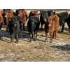 Image 2 : Reid Ranching Cremona - 690# January Delivery Steers - 90 Head (Cremona, AB)