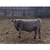 Image 2 : Winnifred Colony Farming Ltd. - 790# December Delivery Weaned Steers - 78 Head (Winnifred, AB)