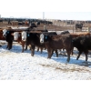 Image 3 : Bezan Cattle Corporation - 725# April/May Delivery Steers - 80 Head (Midale, SK)