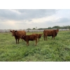 Image 9 : Malarky Farms - 35 Red/Red X Cow/Calf Pairs (Newdale, MB)