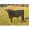 Image 4 : Brad, Kelly & Oliver Deschamps - 490# October Delivery Steer Calves - 100 Head (Patricia, AB)
