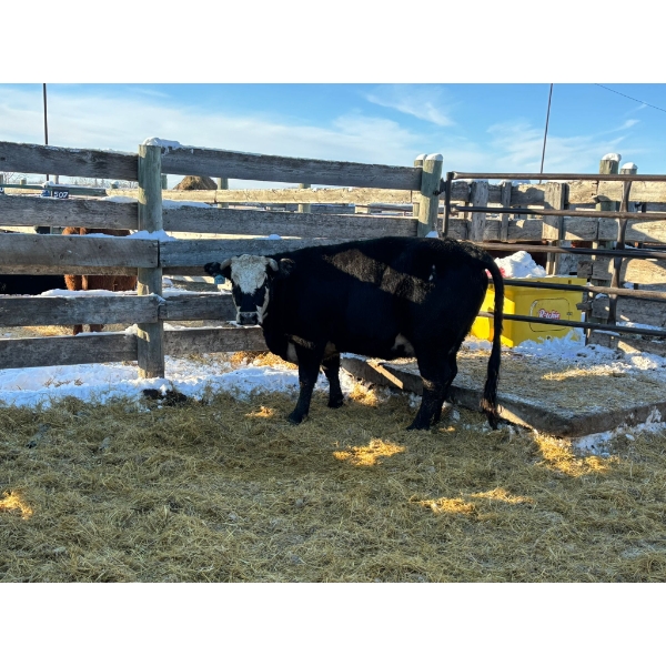 Crooked Creek Ranch - 1 Second Calver (Pen 416)