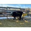 Image 1 : Crooked Creek Ranch - 1 Second Calver (Pen 416)