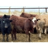 Image 3 : Rice Farms - 965# Dec/Jan Delivery Weaned Steers - 62 Head (Lacombe, AB)