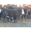 Image 6 : Willowside Ranch - 660# April Delivery Heifers - 54 Head (Vibank, SK)