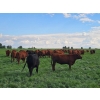 Image 11 : C.O. Johnson & Sons Ranches - 915# September Delivery Grass Heifers - 100 Head (Scandia, AB)