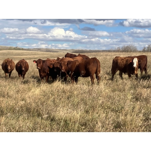 Westview Cattle Co. - 960# October Delivery Grass Heifers - 64 Head (Consort, AB)