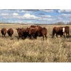 Image 1 : Westview Cattle Co. - 960# October Delivery Grass Heifers - 64 Head (Consort, AB)