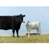 Image 9 : GW Murray Ranches - 480# October Delivery Heifer Calves - 115 Head (Tompkins, SK)
