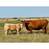 Image 8 : Kokay Farms Ltd. - 685# November Delivery Steer Calves - 120 Head (Rosemary, AB)