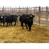 Image 2 : D6 Cattle Farm - 6 Heifers (Pen 408)
