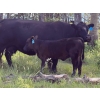 Image 4 : Pine River Cattle Co. - 470# Oct/Nov Delivery Heifer Calves - 100 Head (Lone Prairie, BC)