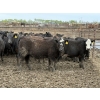 Image 2 : Cunningham Cattle Co. - 815# June Delivery Heifers - 140 Head (Rhein, SK)