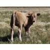 Image 5 : Johnston Ranches - 600# October Delivery Heifer Calves - 68 Head (Cereal, AB)