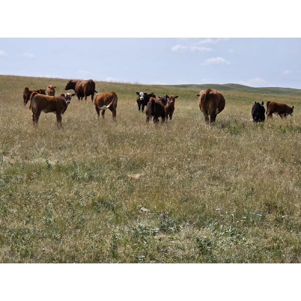Stone Hill Ranch Ltd. - 500# October Delivery Steer Calves - 95 Head (Medicine Hat, AB)