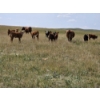 Image 1 : Stone Hill Ranch Ltd. - 500# October Delivery Steer Calves - 95 Head (Medicine Hat, AB)