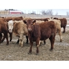 Image 11 : Osadczuk Cattle Co. - 699# March Delivery Heifers - 89 Head (Patricia, AB)