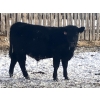 Image 7 : Winnifred Colony Farming Ltd. - 790# December Delivery Weaned Steers - 78 Head (Winnifred, AB)