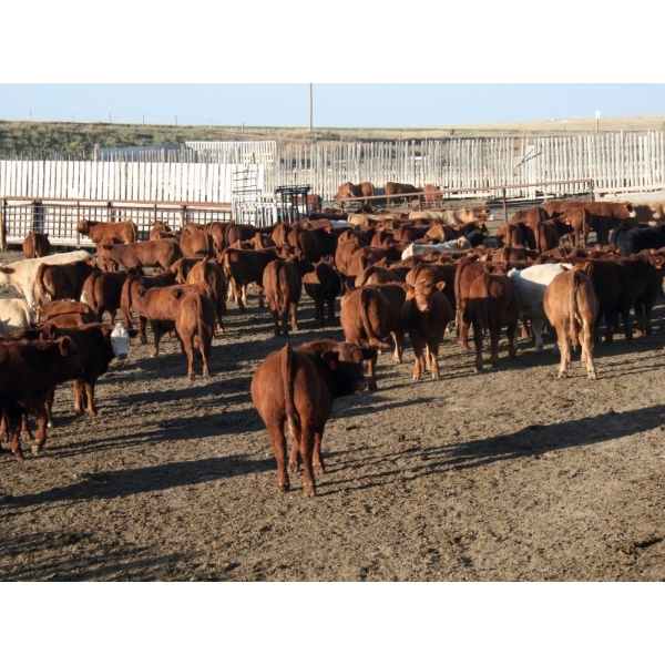 Milford Farming Co. - 1025# December Delivery Weaned Steers - 60 Head (Raymond, AB)