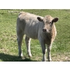Image 10 : Cody & Brittany Black/Kirby & Cori Black - 525# October Heifer Calves - 100 Head (Water Valley, AB)