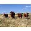 Image 1 : Niwa Ranching - 530# Heifer Calves - 65 Head (Acadia Valley, AB)