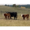 141 Mile Ranch - 530# October Heifer Calves - 110 Head (141 Mile House, BC) VBP+